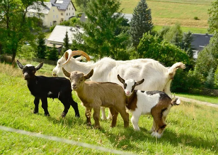 Апартаменты Kuerschner Drebach